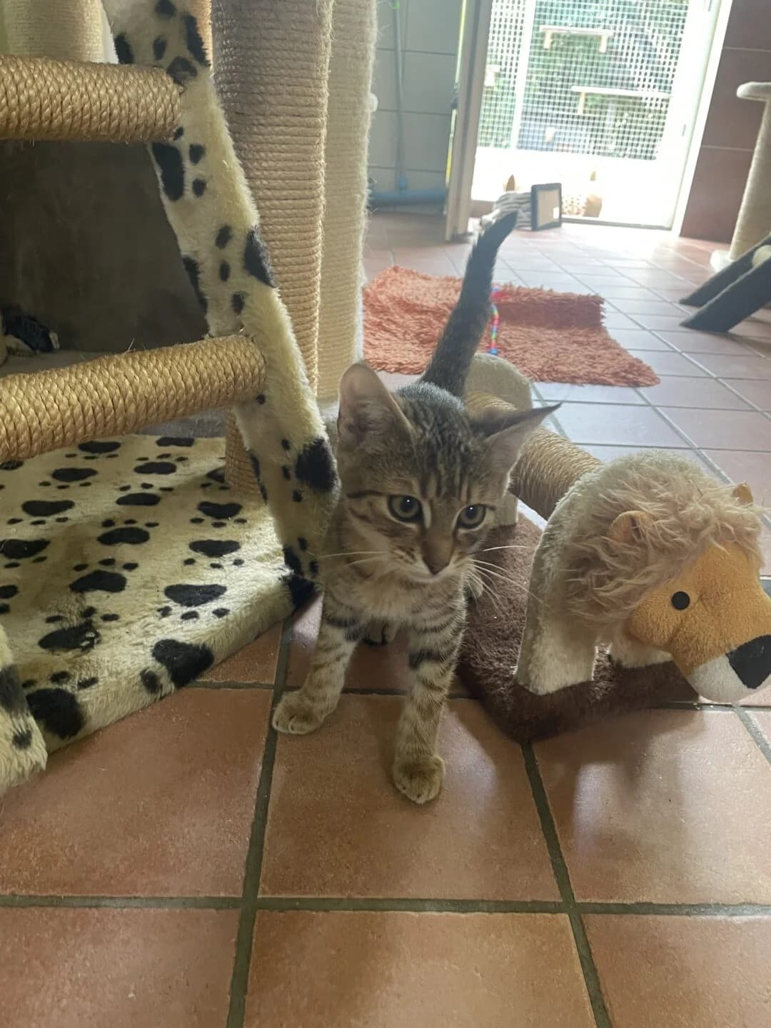 Torvi, male puppy mixed breed for adoption at Tierheim Bamberg, Bamberg