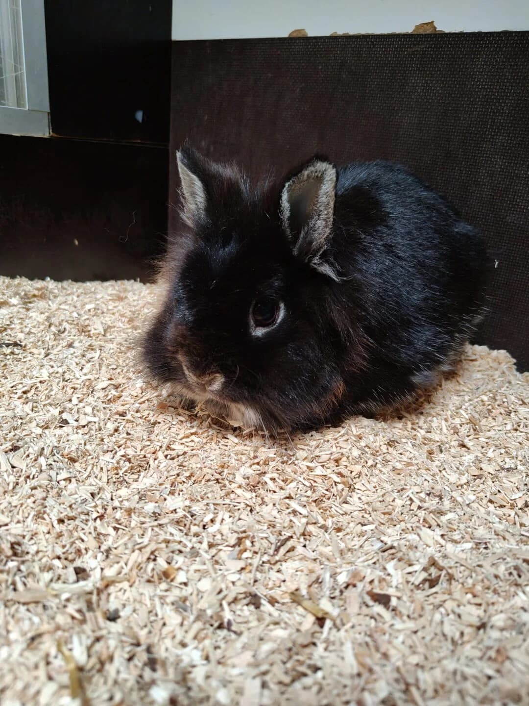 Schnuffi, mixed breed for adoption at Tierheim Bamberg, Bamberg