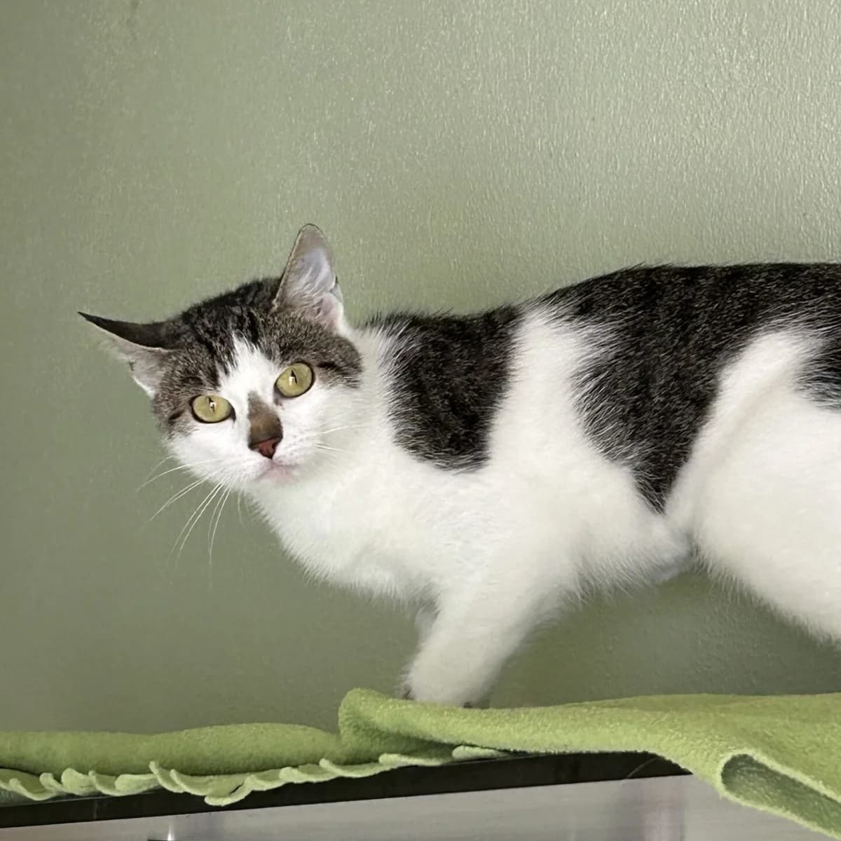 Wildfรคnge, female mixed breed for adoption at Tierheim Bamberg, Bamberg