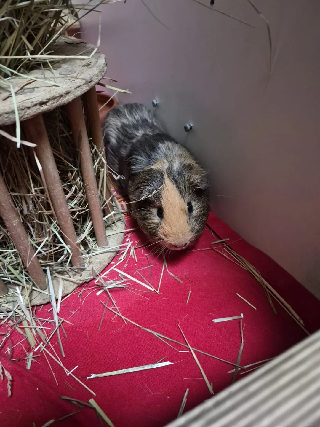 Wuschel & Toffee, mixed breed for adoption at Tierheim Bamberg, Bamberg