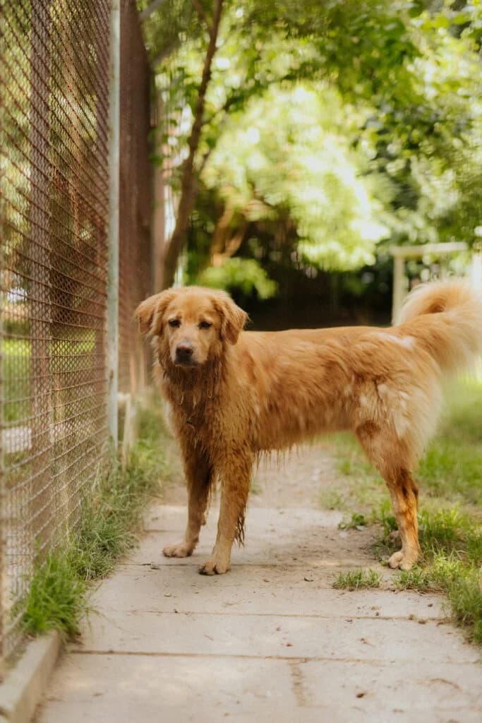 Campino, male 5yo mixed breed for adoption at Tierheim Bautzen, Bautzen