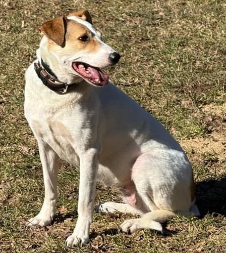 Debbie, female Mixed Breed for adoption at Tierheim Bautzen, Bautzen