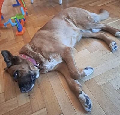 Jacky, 6yo Mixed Breed for adoption at Tierheim Bautzen, Bautzen