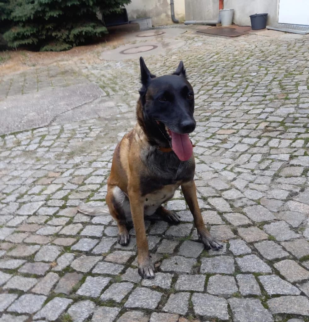 Maja, female 7yo Mixed Breed for adoption at Tierheim Bautzen, Bautzen