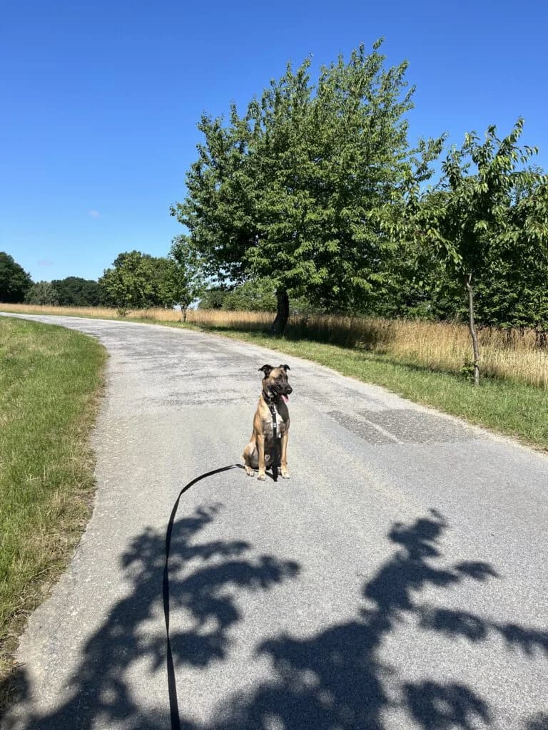 Otto, male senior Mixed Breed for adoption at Tierheim Bautzen, Bautzen