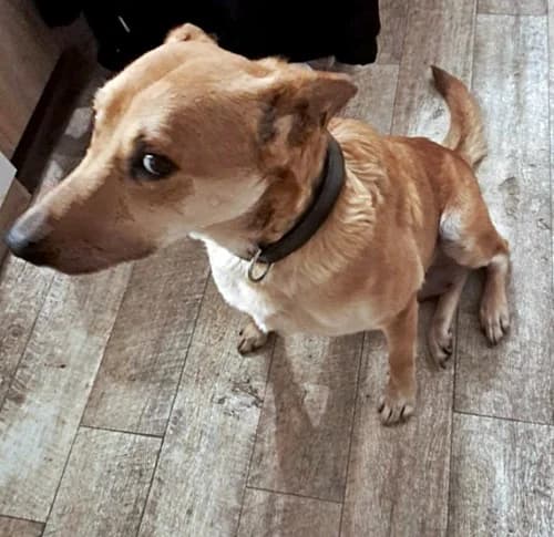 Penny, female senior Mixed Breed for adoption at Tierheim Bautzen, Bautzen