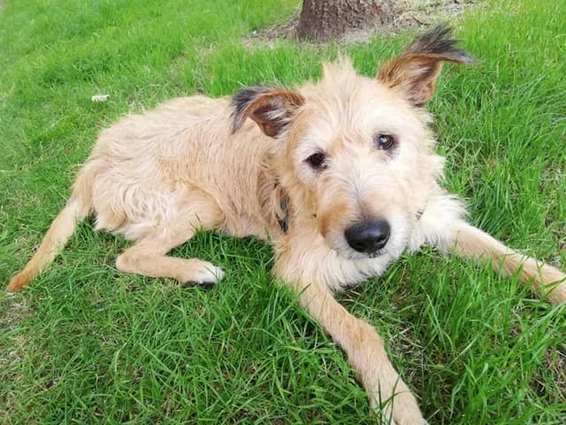Struppi, male senior Mixed Breed for adoption at Tierheim Bautzen, Bautzen