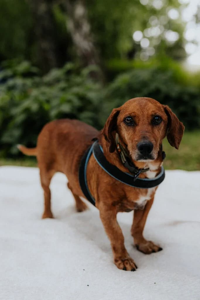 Wago, male senior Dachshund for adoption at Tierheim Bautzen, Bautzen