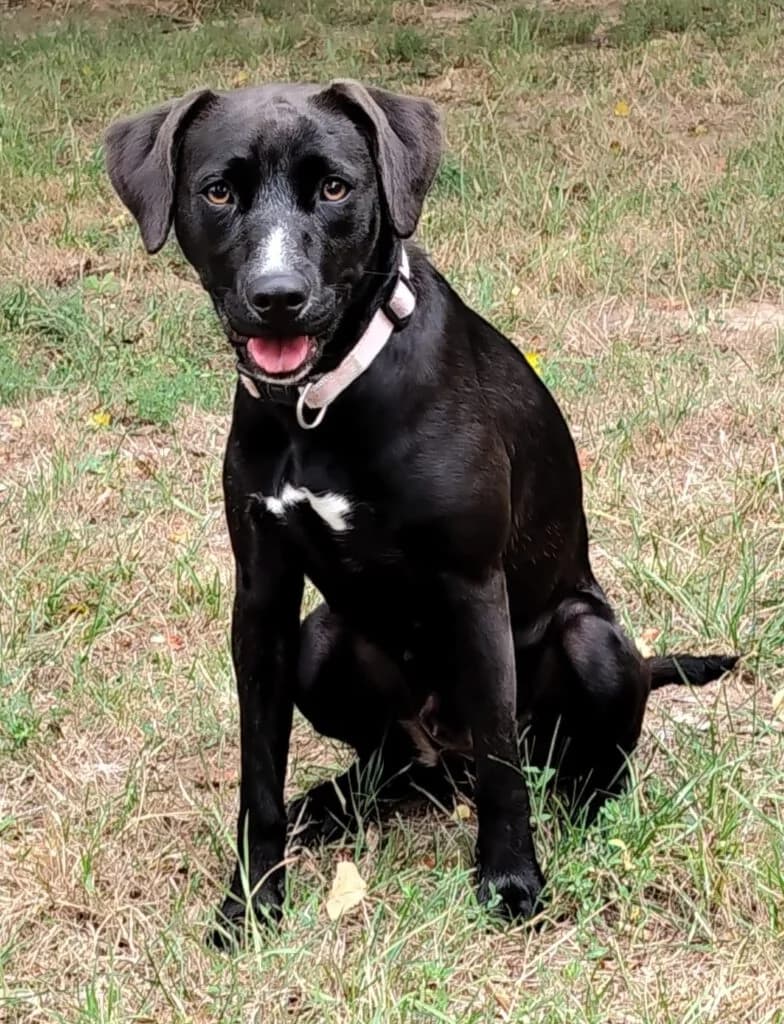 Yuna, female young Mixed Breed for adoption at Tierheim Bautzen, Bautzen