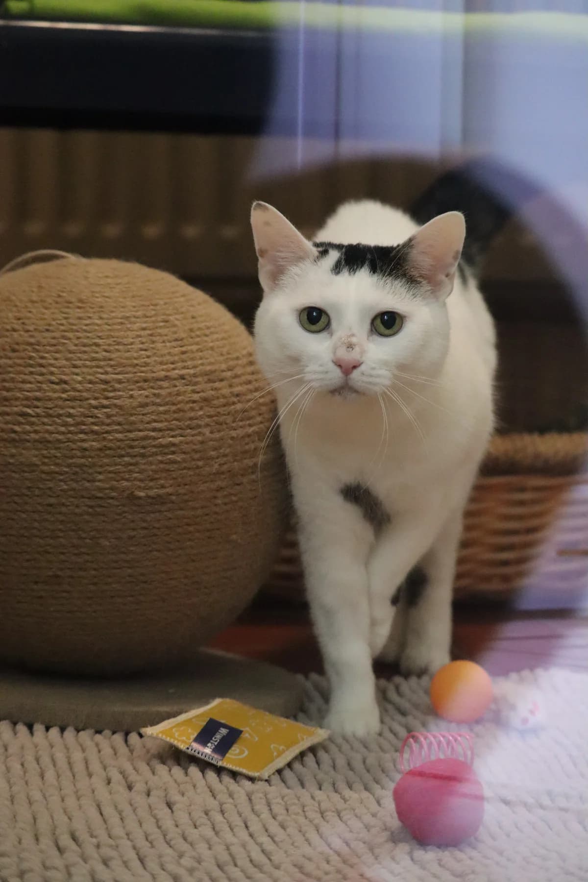FLORA, mixed breed for adoption at Tierheim Bayreuth, Bayreuth