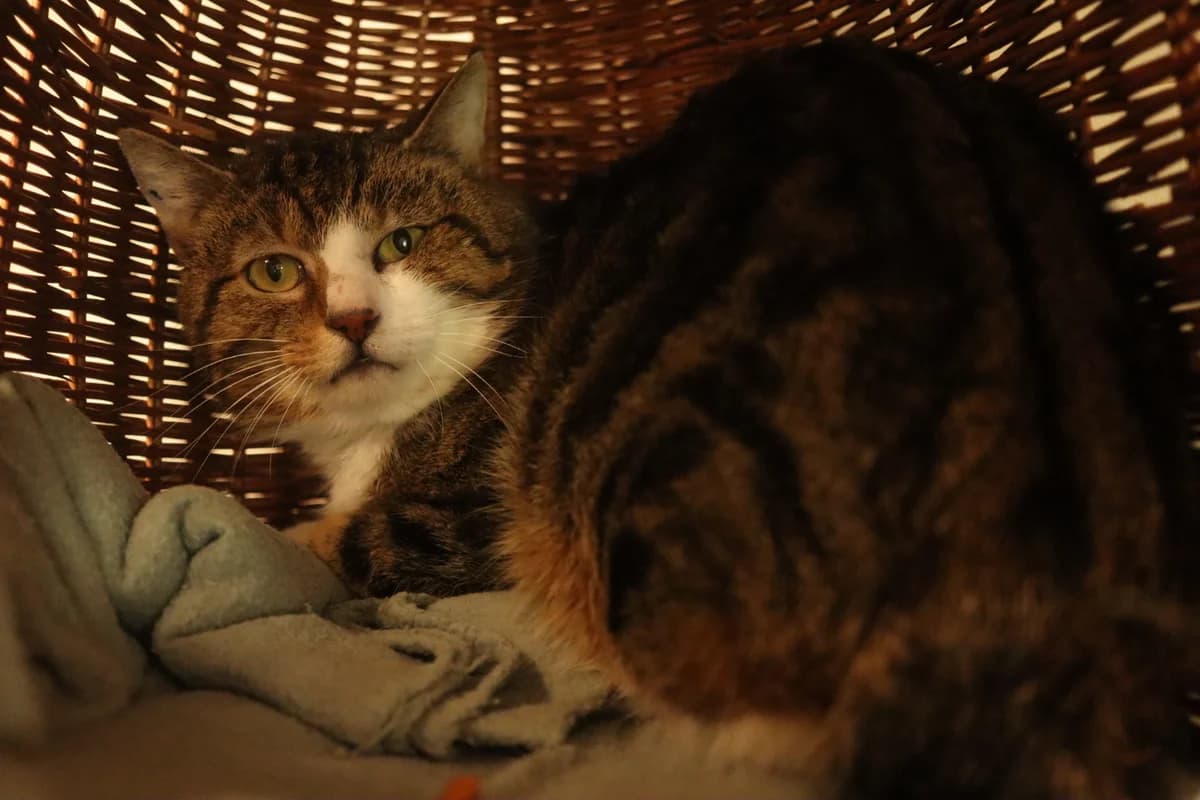 OSCAR, 3yo mixed breed for adoption at Tierheim Bayreuth, Bayreuth