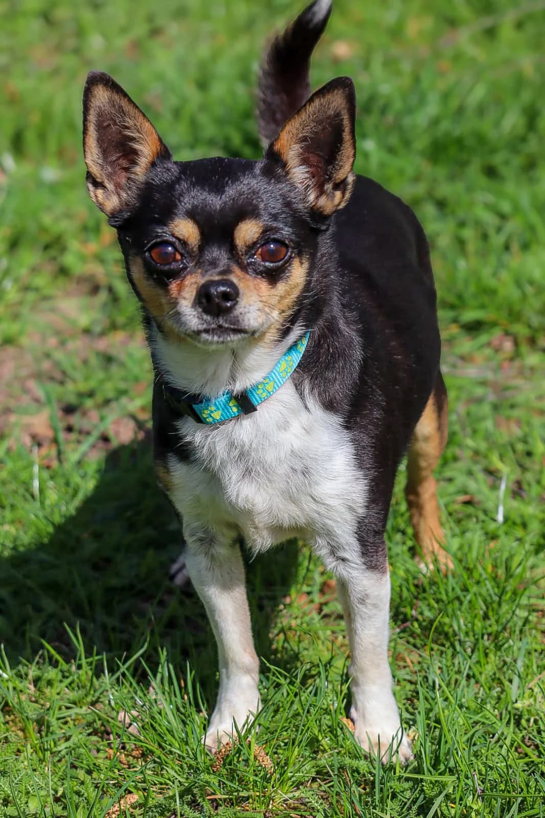 BEAN, male mixed breed for adoption at Tierheim Bayreuth, Bayreuth