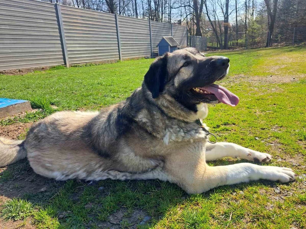 MAREK, male 7yo Labrador Retriever for adoption at Tierheim Bayreuth, Bayreuth