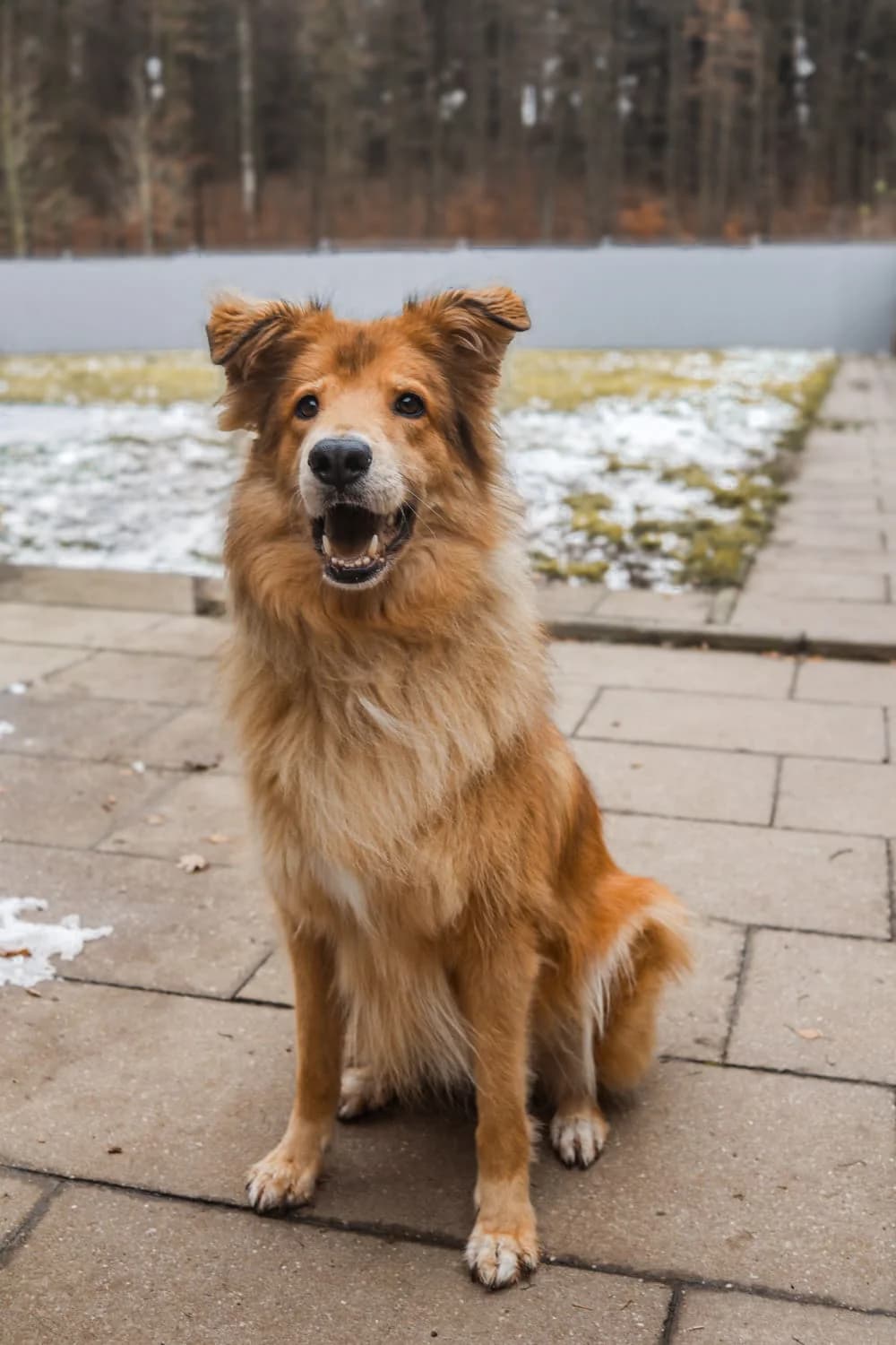 SIMBA, male senior Labrador Retriever for adoption at Tierheim Bayreuth, Bayreuth