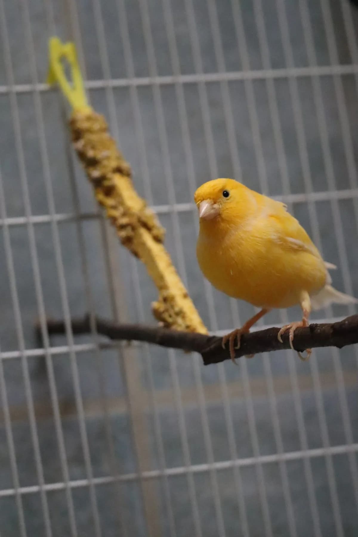 CELLO, mixed breed for adoption at Tierheim Bayreuth, Bayreuth