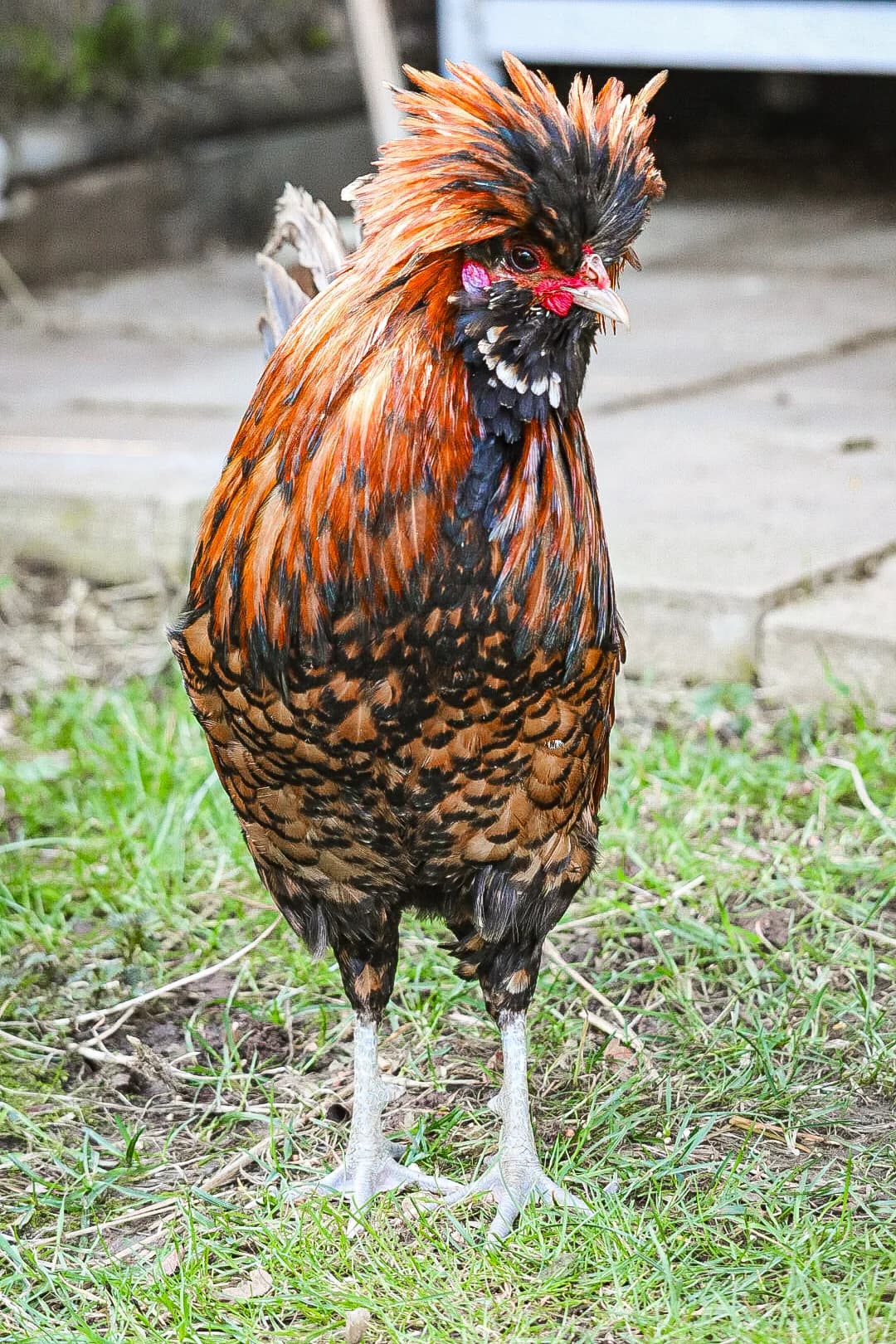 DETLEF, mixed breed for adoption at Tierheim Bayreuth, Bayreuth