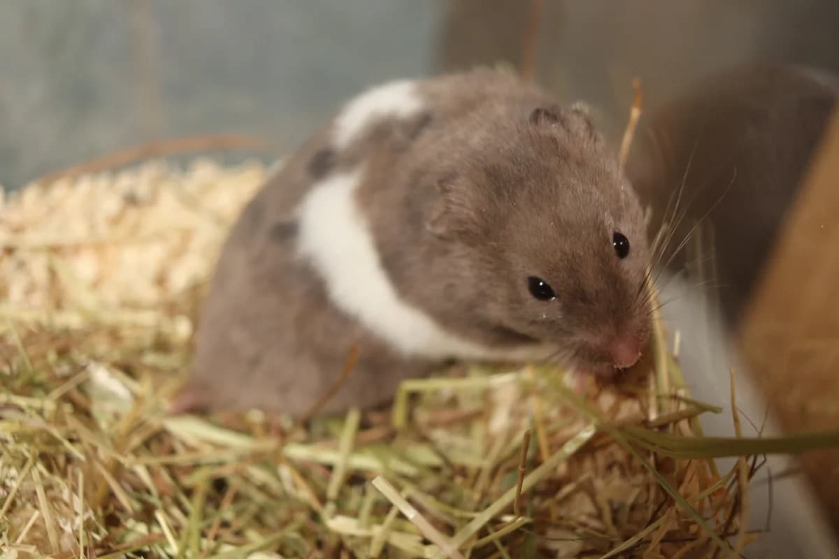 LALA, mixed breed for adoption at Tierheim Bayreuth, Bayreuth