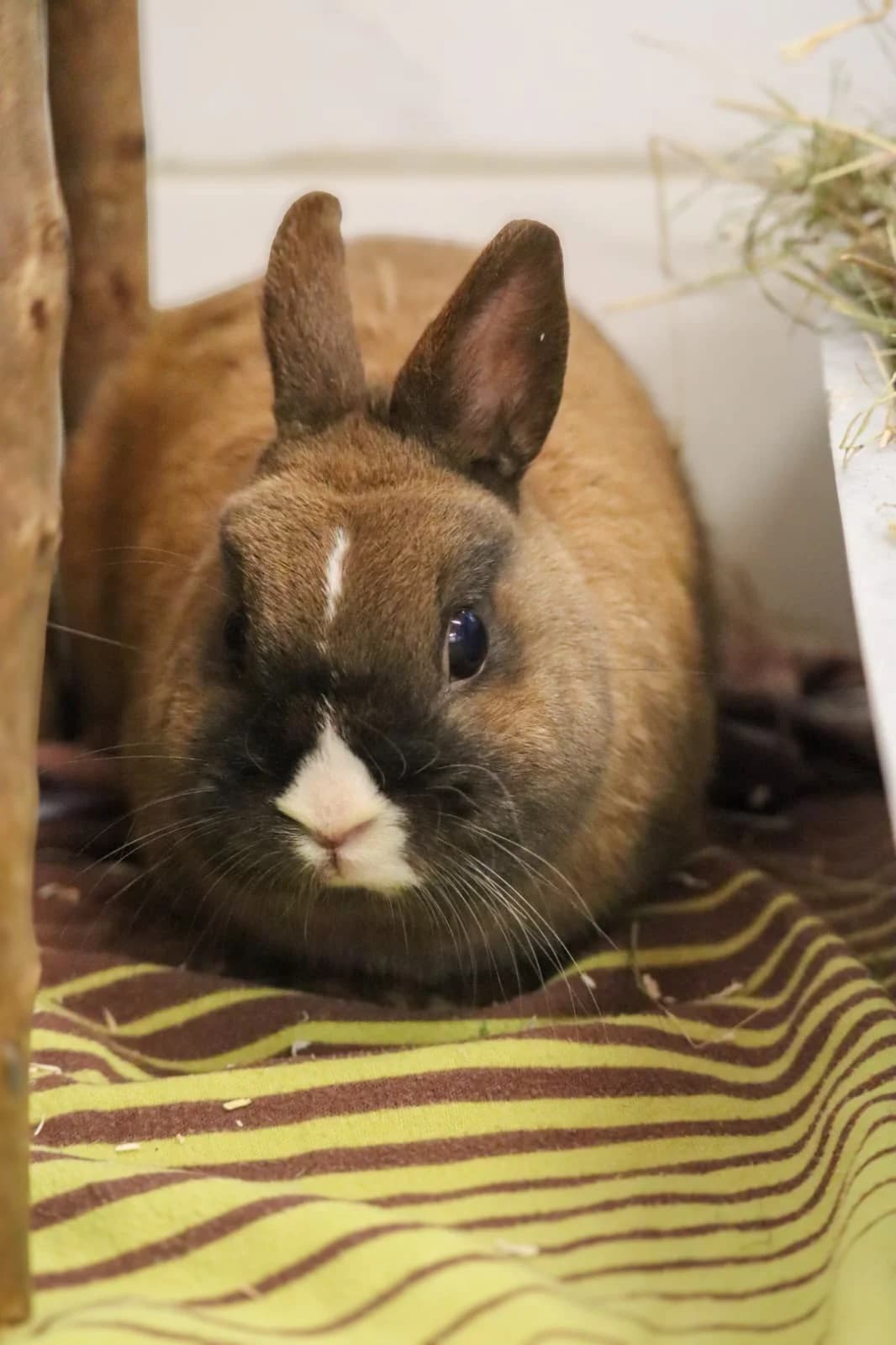 LAUSER, mixed breed for adoption at Tierheim Bayreuth, Bayreuth