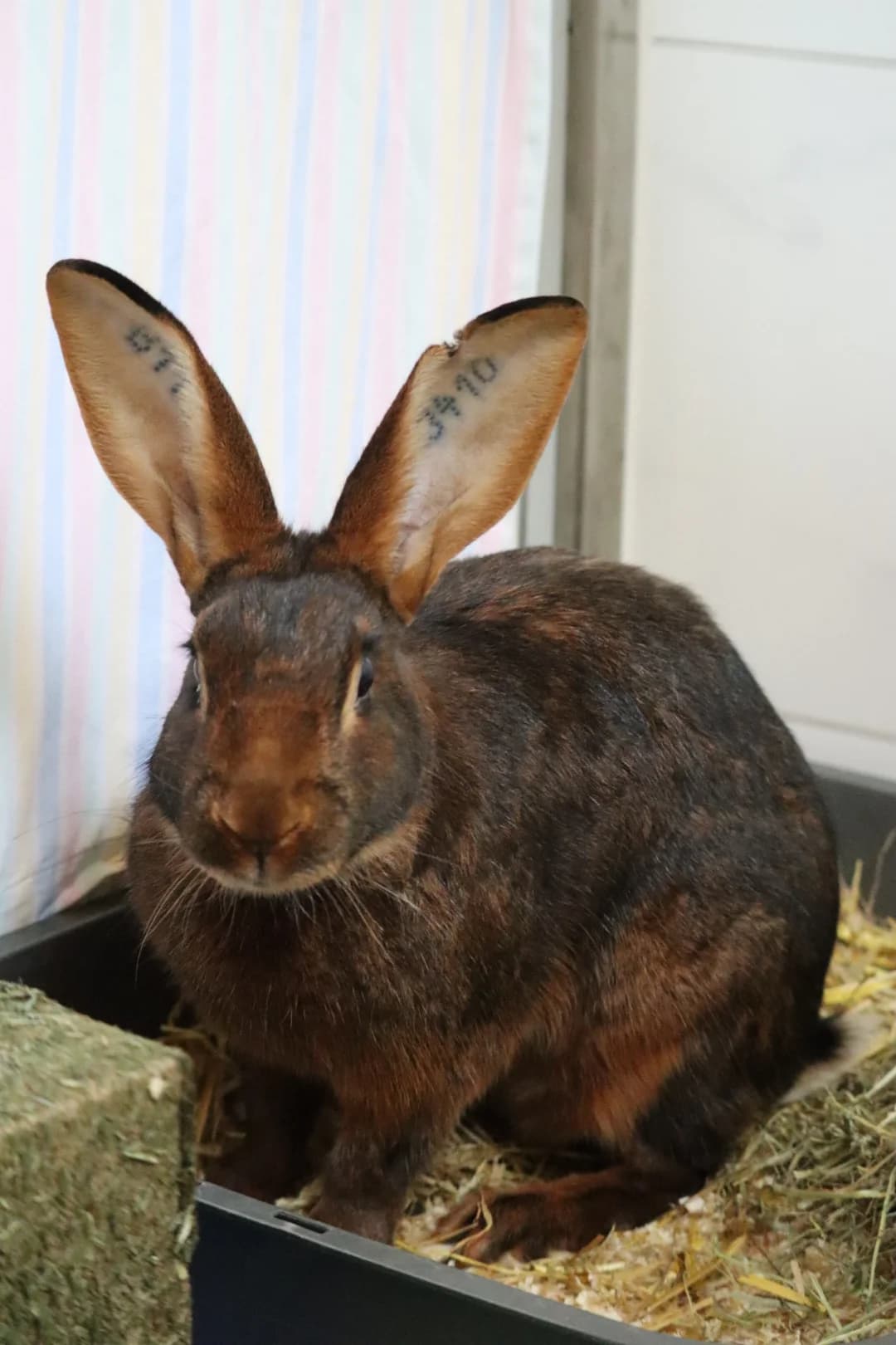 OSKAR, mixed breed for adoption at Tierheim Bayreuth, Bayreuth