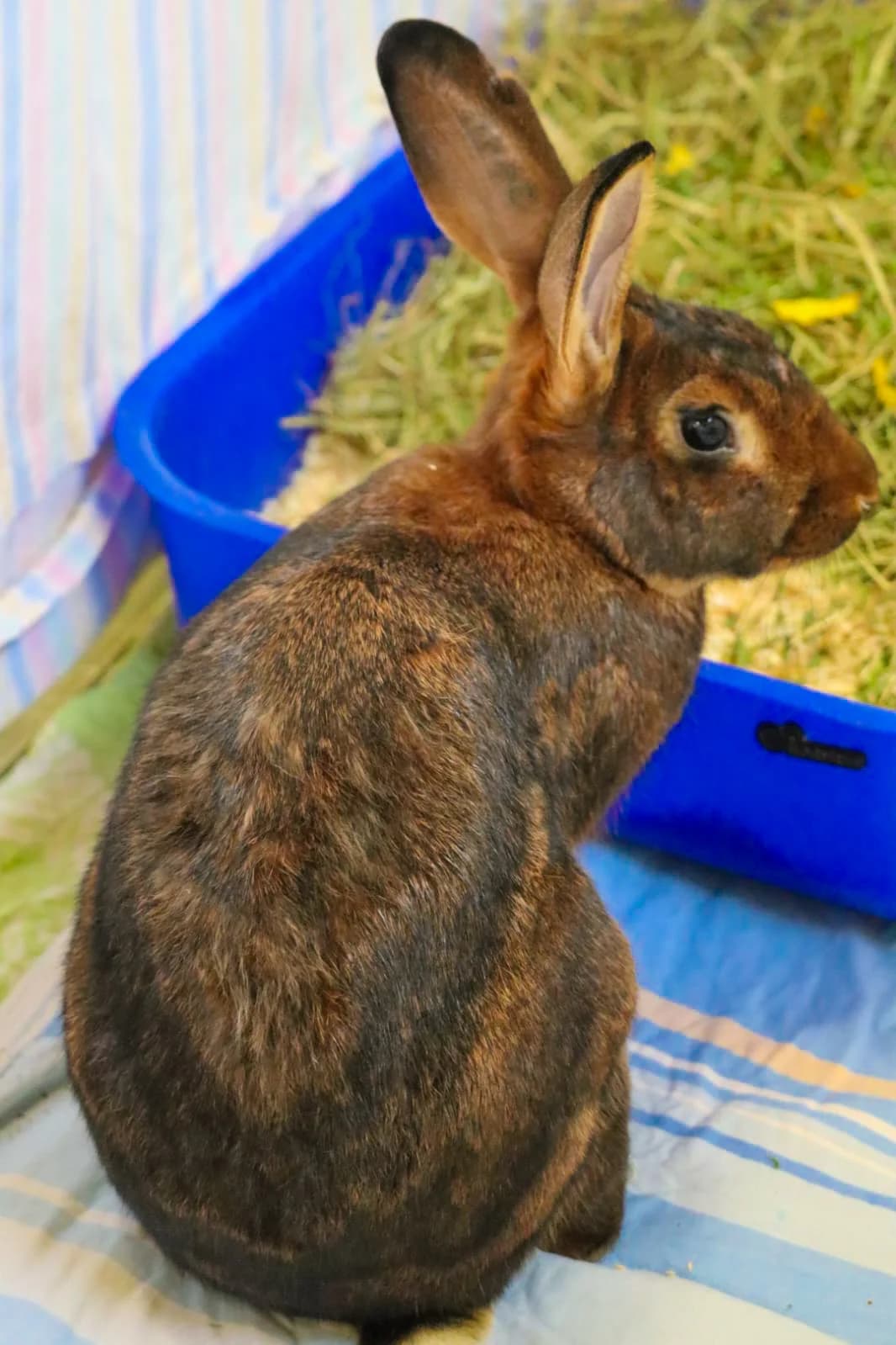 OSKAR & ELLY, Mixed Breed for adoption at Tierheim Bayreuth, Bayreuth