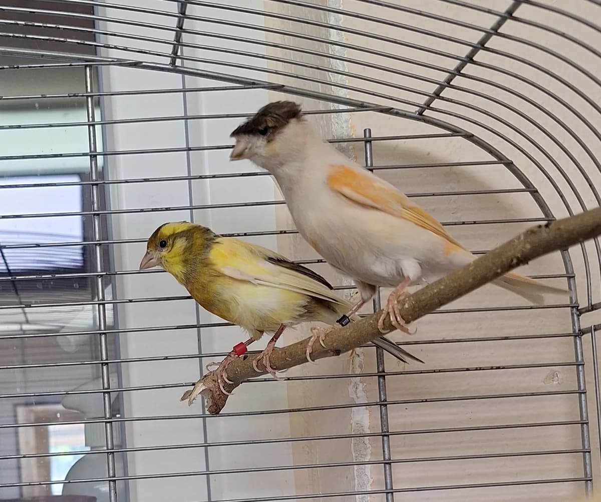 UNSERE KANARIENVÖGEL, Mixed Breed for adoption at Tierheim Bayreuth, Bayreuth