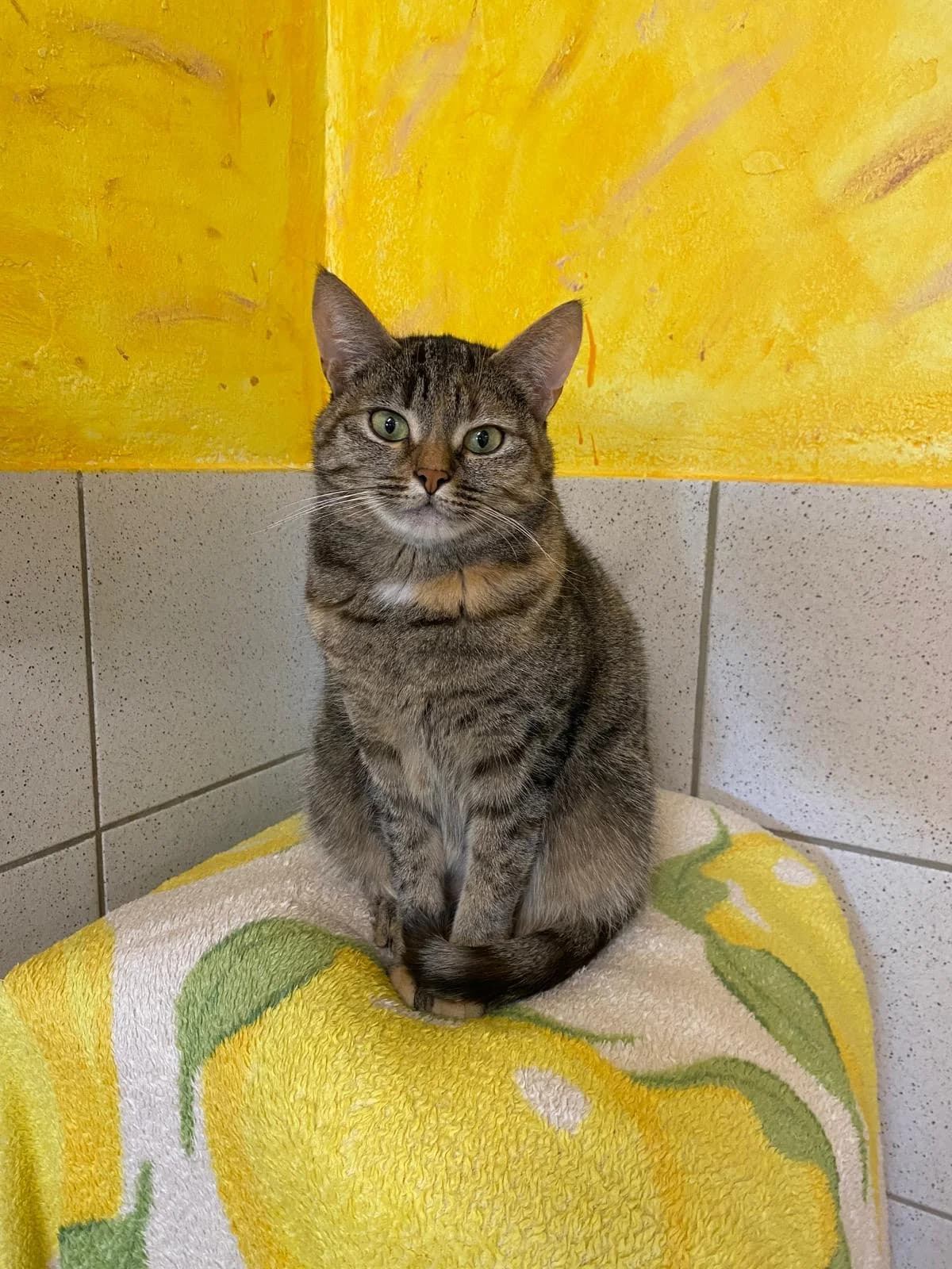Clea, Mixed Breed for adoption at Tierheim Beckstetten