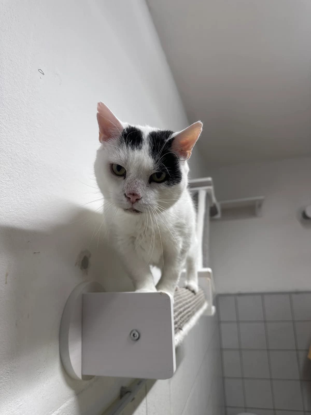 Copito, senior Mixed Breed for adoption at Tierheim Beckstetten