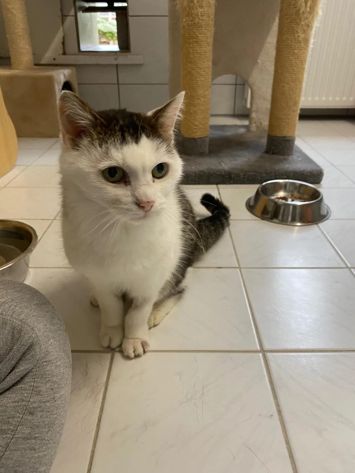 Hacky, Mixed Breed for adoption at Tierheim Beckstetten