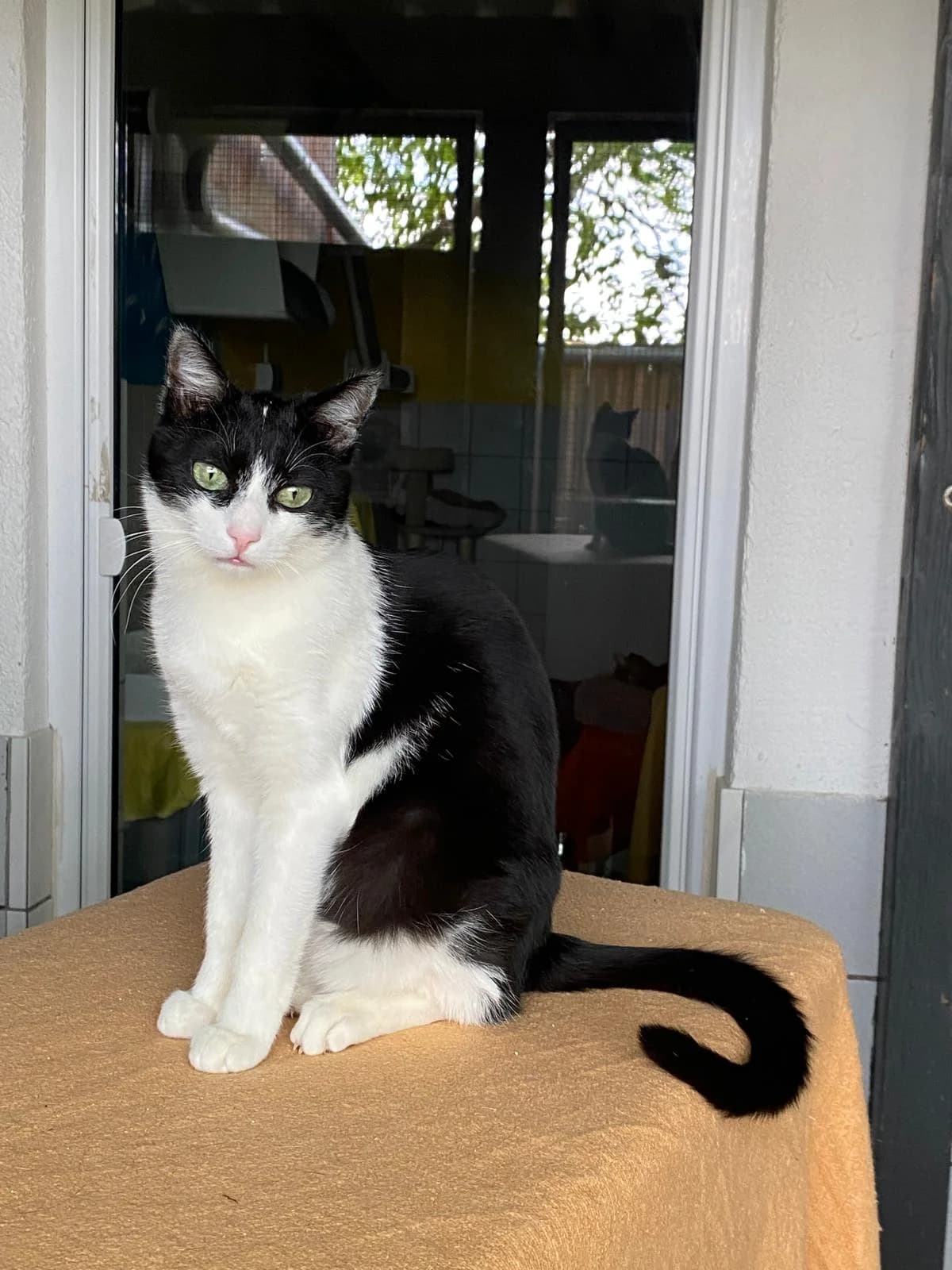 Ignaz, Mixed Breed for adoption at Tierheim Beckstetten