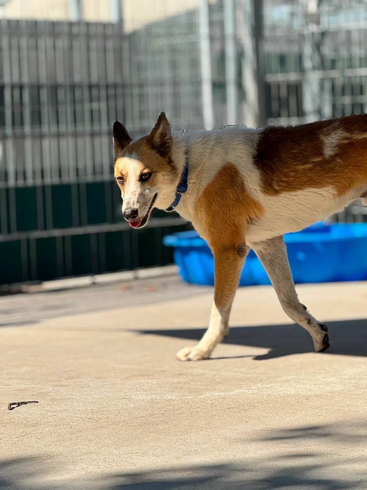 Dobby, Mixed Breed for adoption at Tierheim Beckstetten