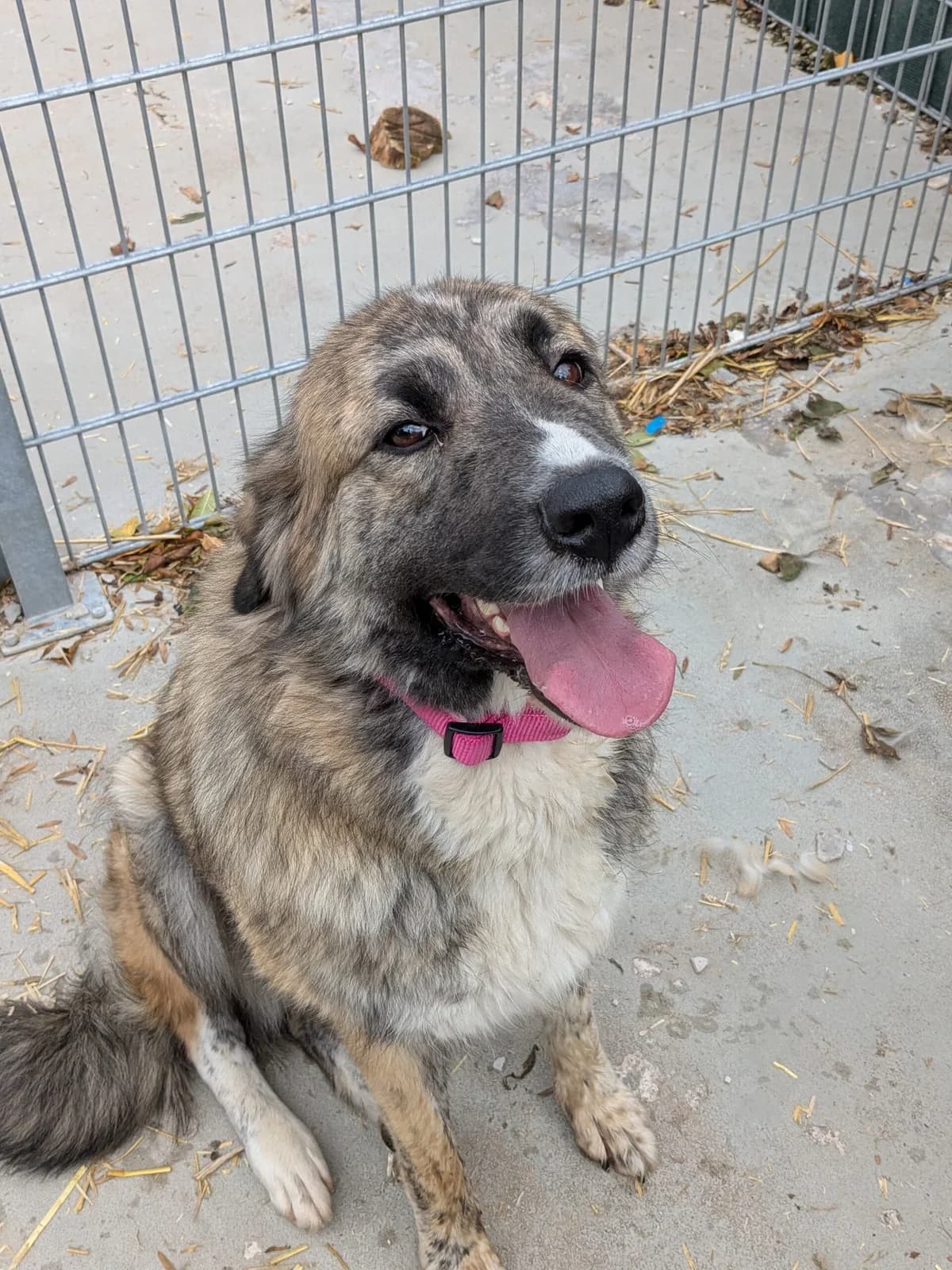 Lara, Mixed Breed for adoption at Tierheim Beckstetten