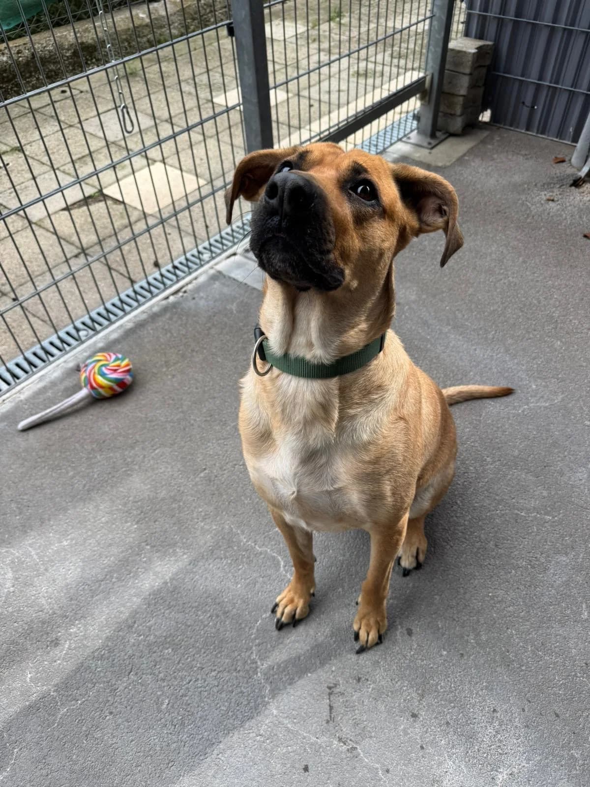 Skyla, female Mixed Breed for adoption at Tierheim Beckstetten