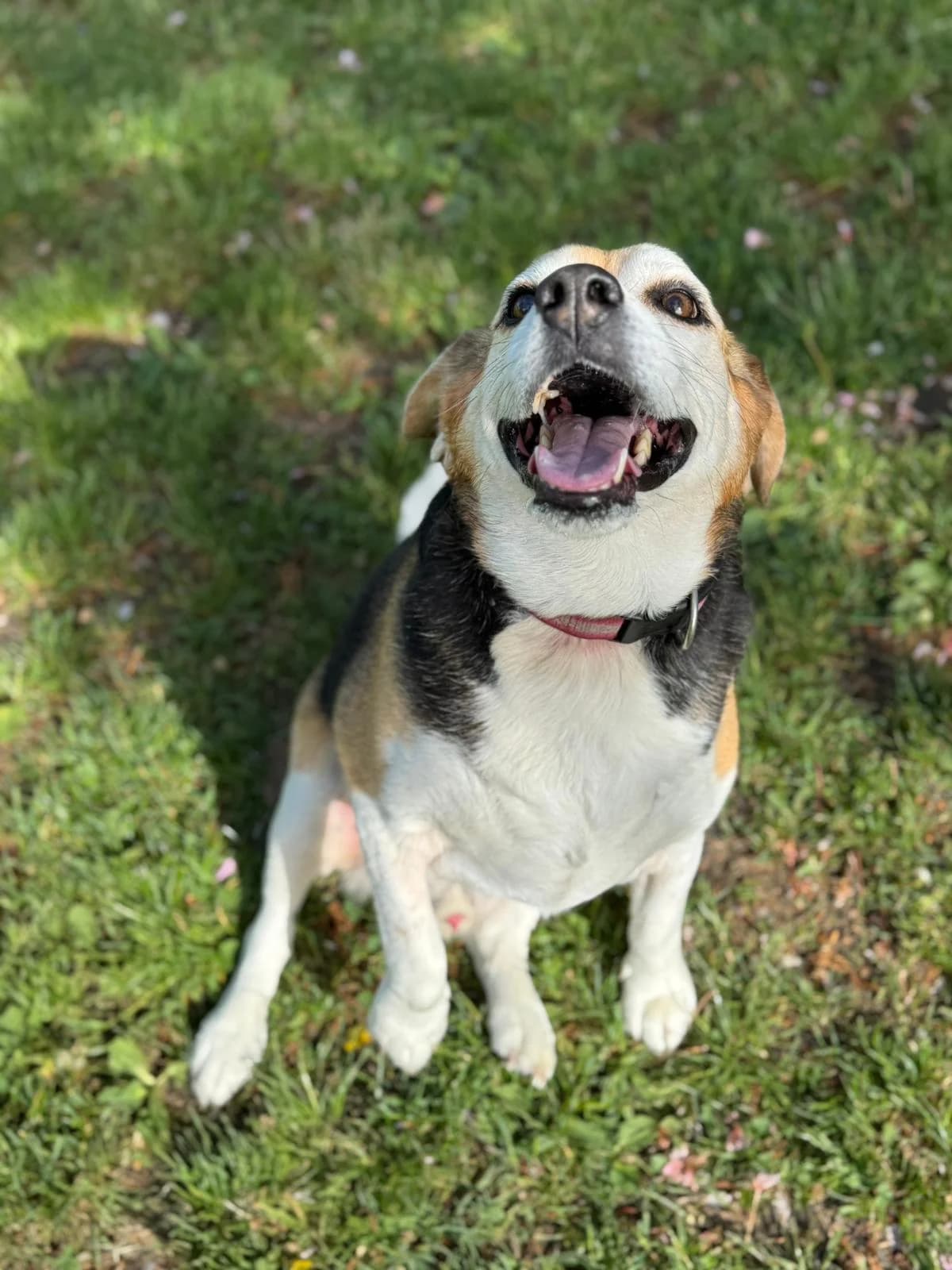 Timmy, Mixed Breed for adoption at Tierheim Beckstetten