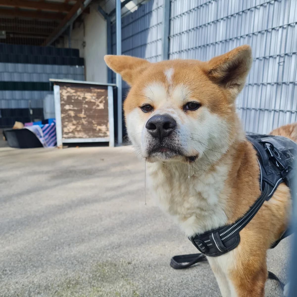 Yukio, male 3yo Mixed Breed for adoption at Tierheim Beckstetten