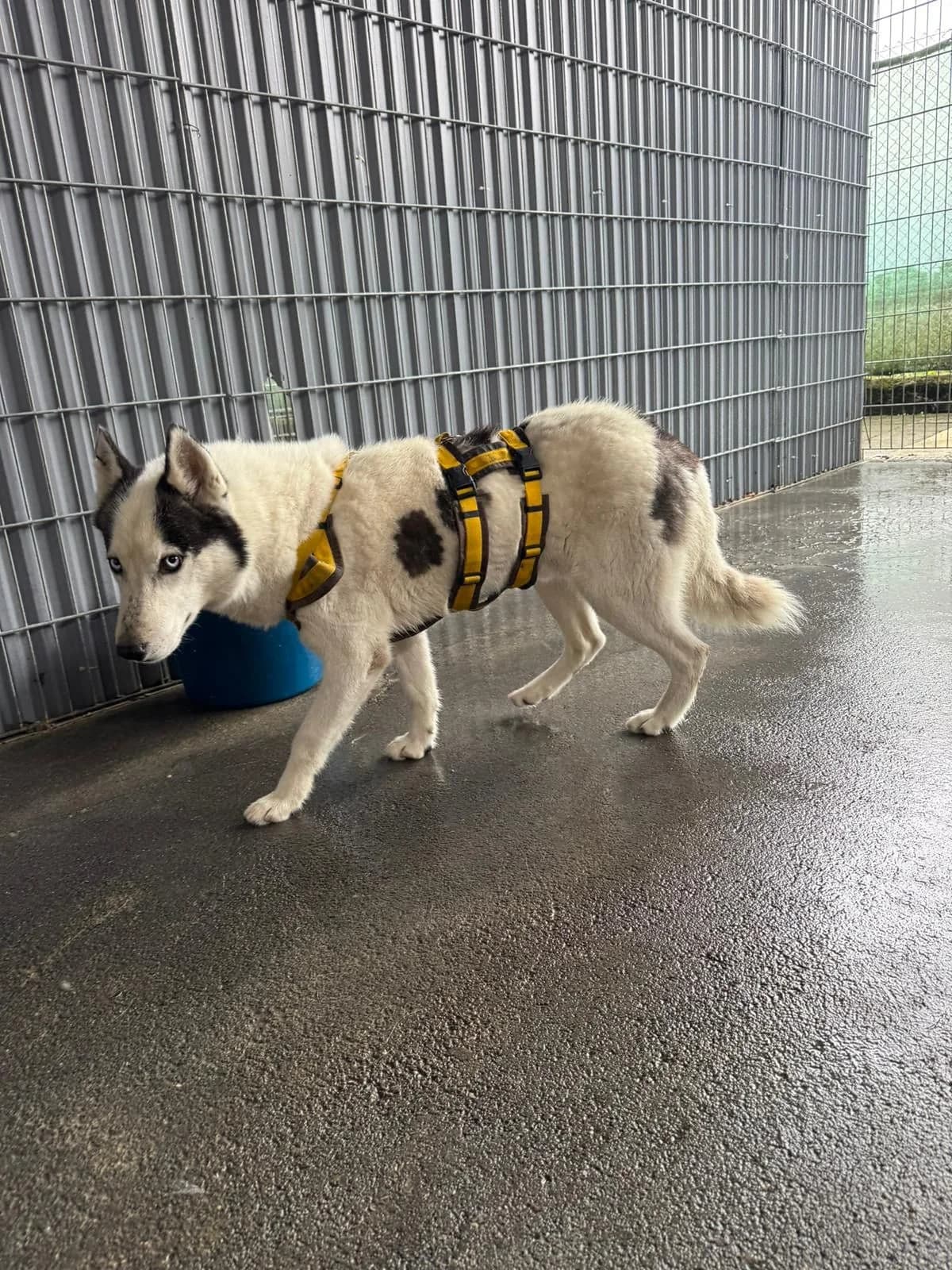 Schorschi, Mixed Breed for adoption at Tierheim Beckstetten