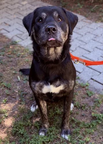 Nelu, male Mixed Breed for adoption at Tierheim Berg e.V., Berg