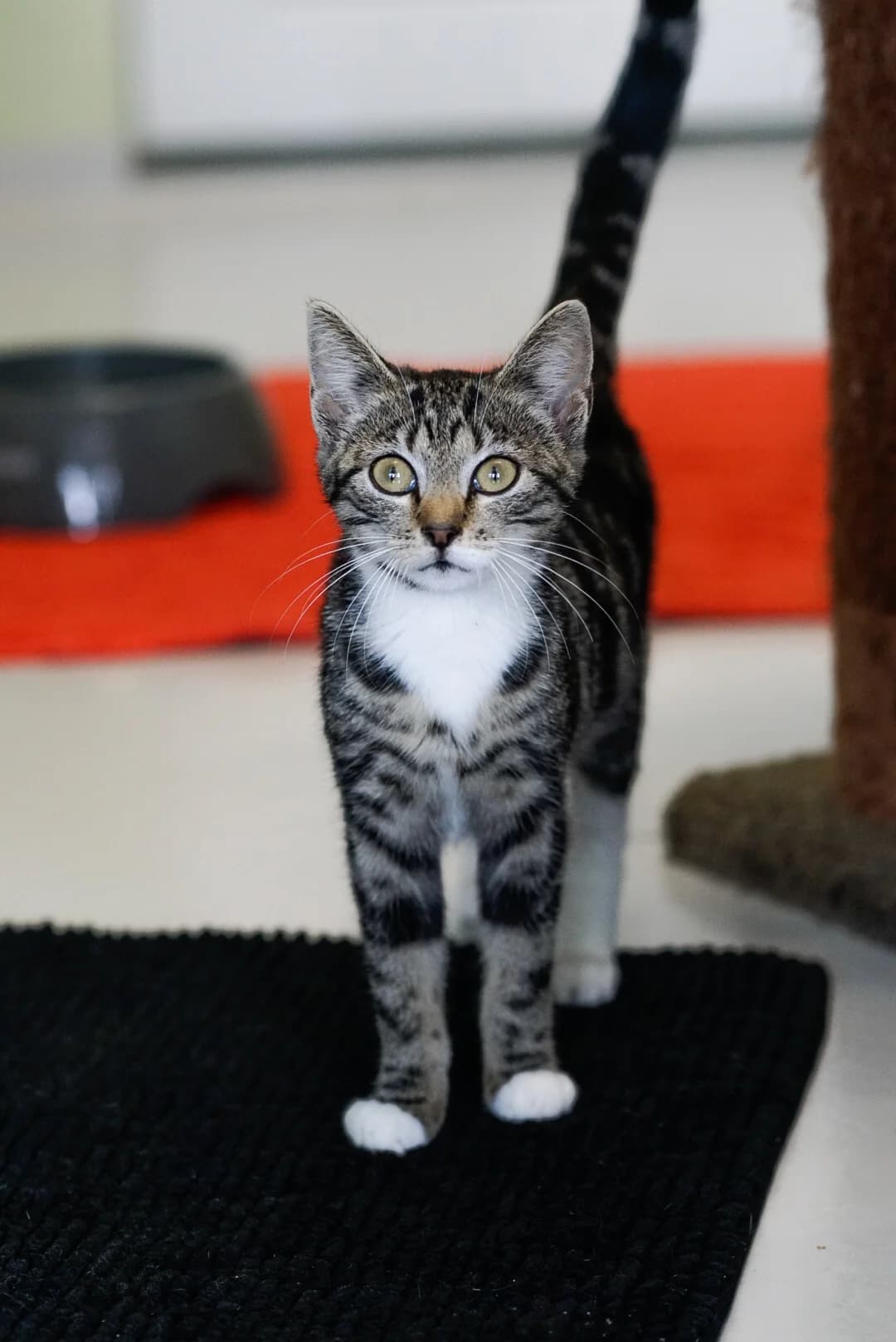Amarena, male Mixed Breed for adoption at Tierheim Bergedorf, Hamburg