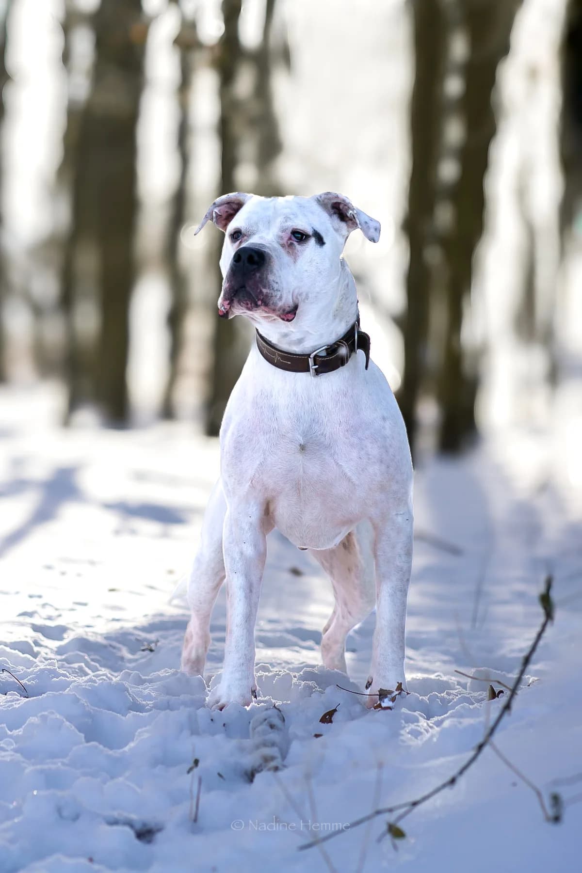 Buddy, male Dogo Argentino for adoption at Tierheim Bergedorf, Hamburg