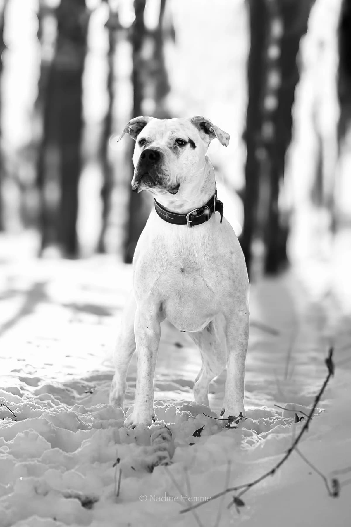 Buddy, Dogo Argentino for adoption at Tierheim Bergedorf, Hamburg