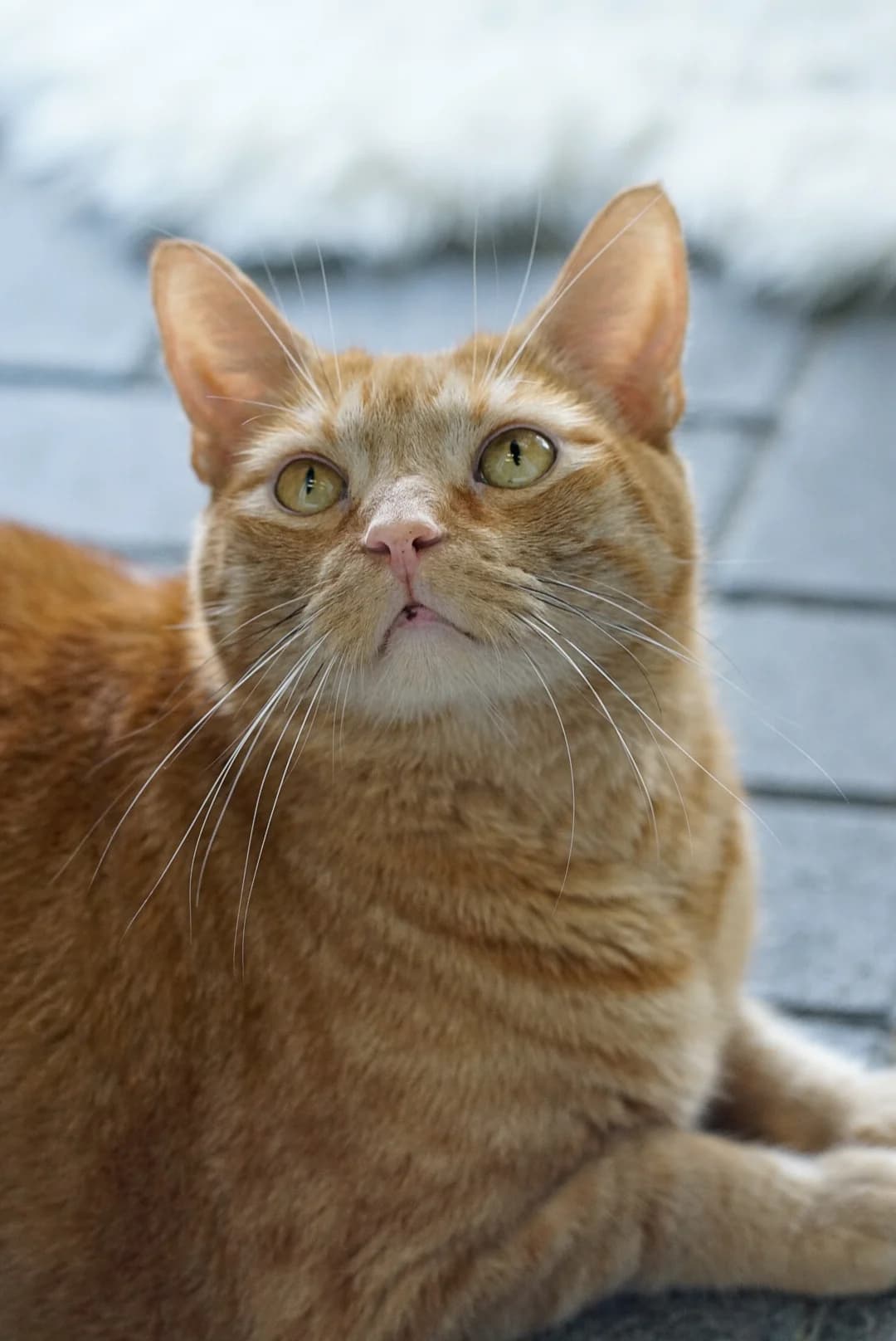 Crazy, male Mixed Breed for adoption at Tierheim Bergedorf, Hamburg