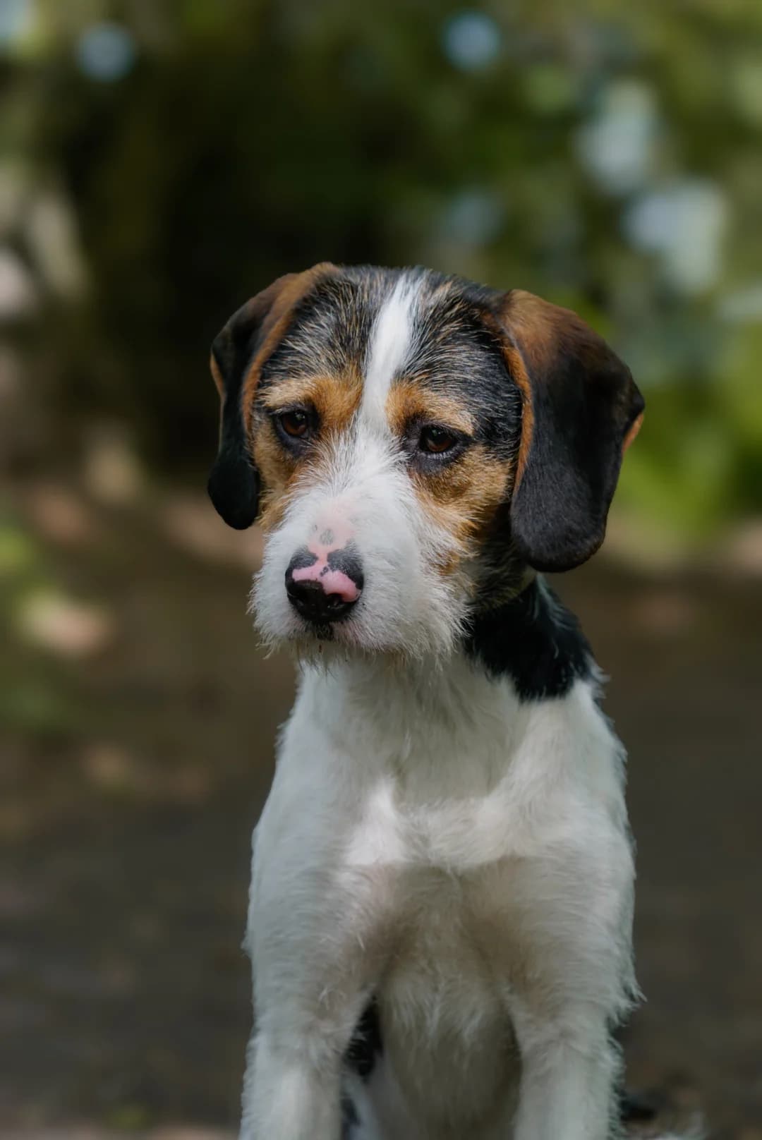Django, young Mixed Breed for adoption at Tierheim Bergedorf, Hamburg