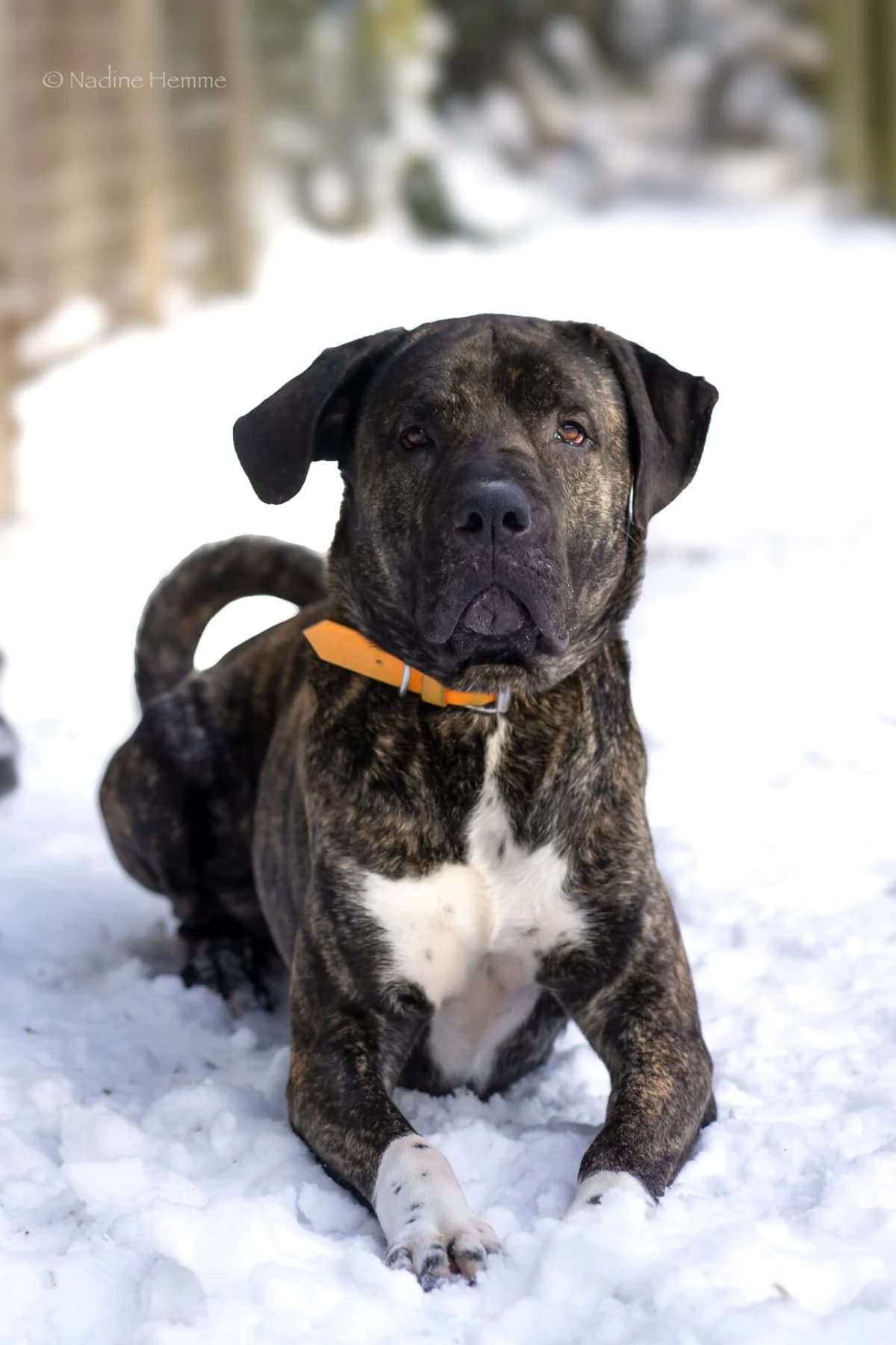 Faro, male Mixed Breed for adoption at Tierheim Bergedorf, Hamburg