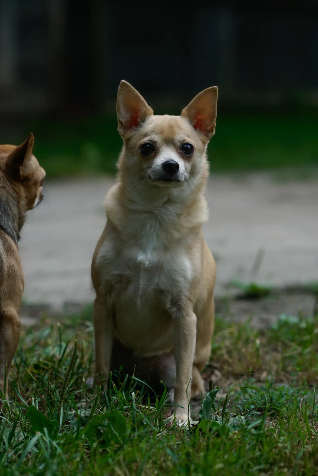 Foxy, male Mixed Breed for adoption at Tierheim Bergedorf, Hamburg