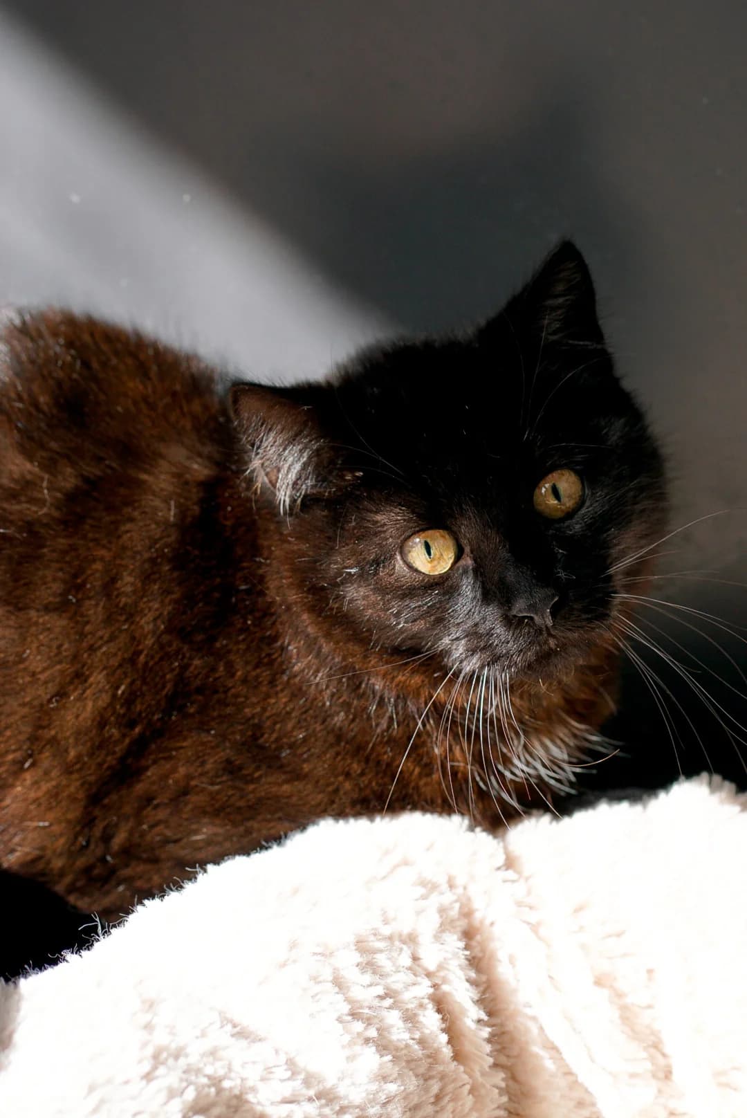 Pringle, female Mixed Breed for adoption at Tierheim Bergedorf, Hamburg