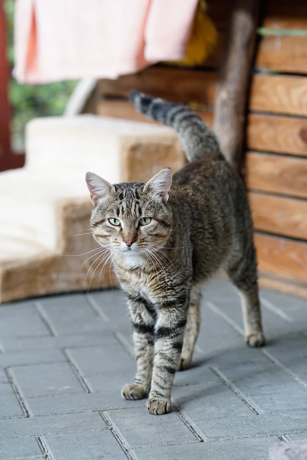 Kasper, male 4yo Mixed Breed for adoption at Tierheim Bergedorf, Hamburg