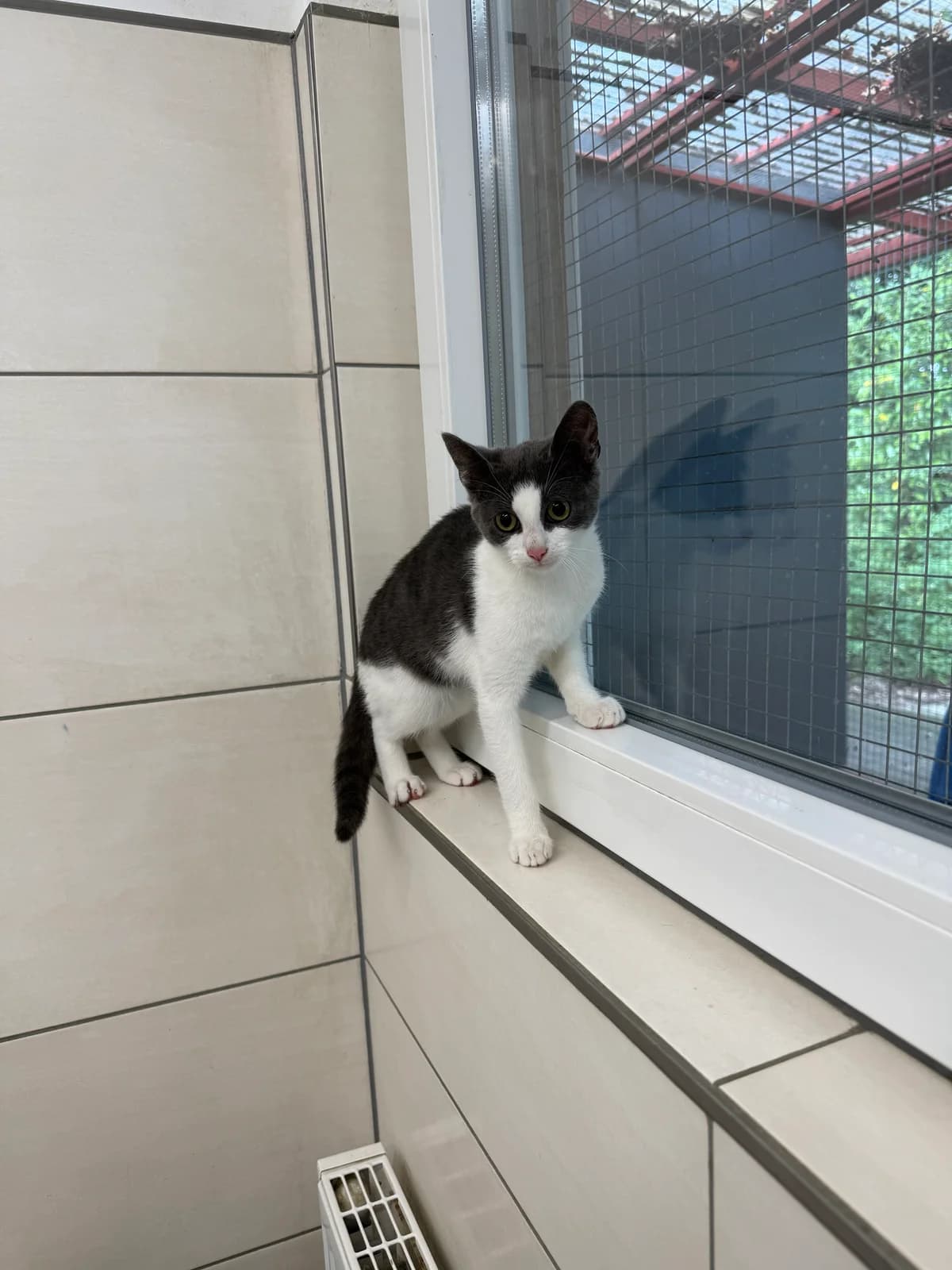 Kasper, male 4yo Mixed Breed for adoption at Tierheim Bergedorf, Hamburg