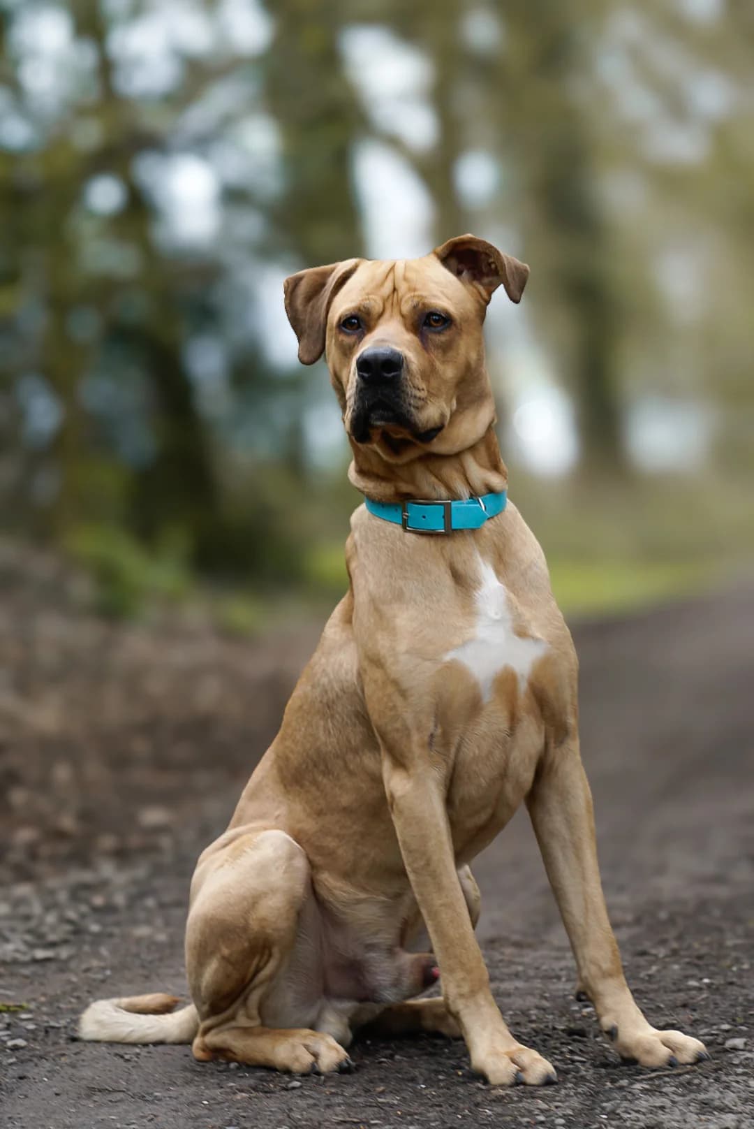 Kenzo, female 3yo Mixed Breed for adoption at Tierheim Bergedorf, Hamburg