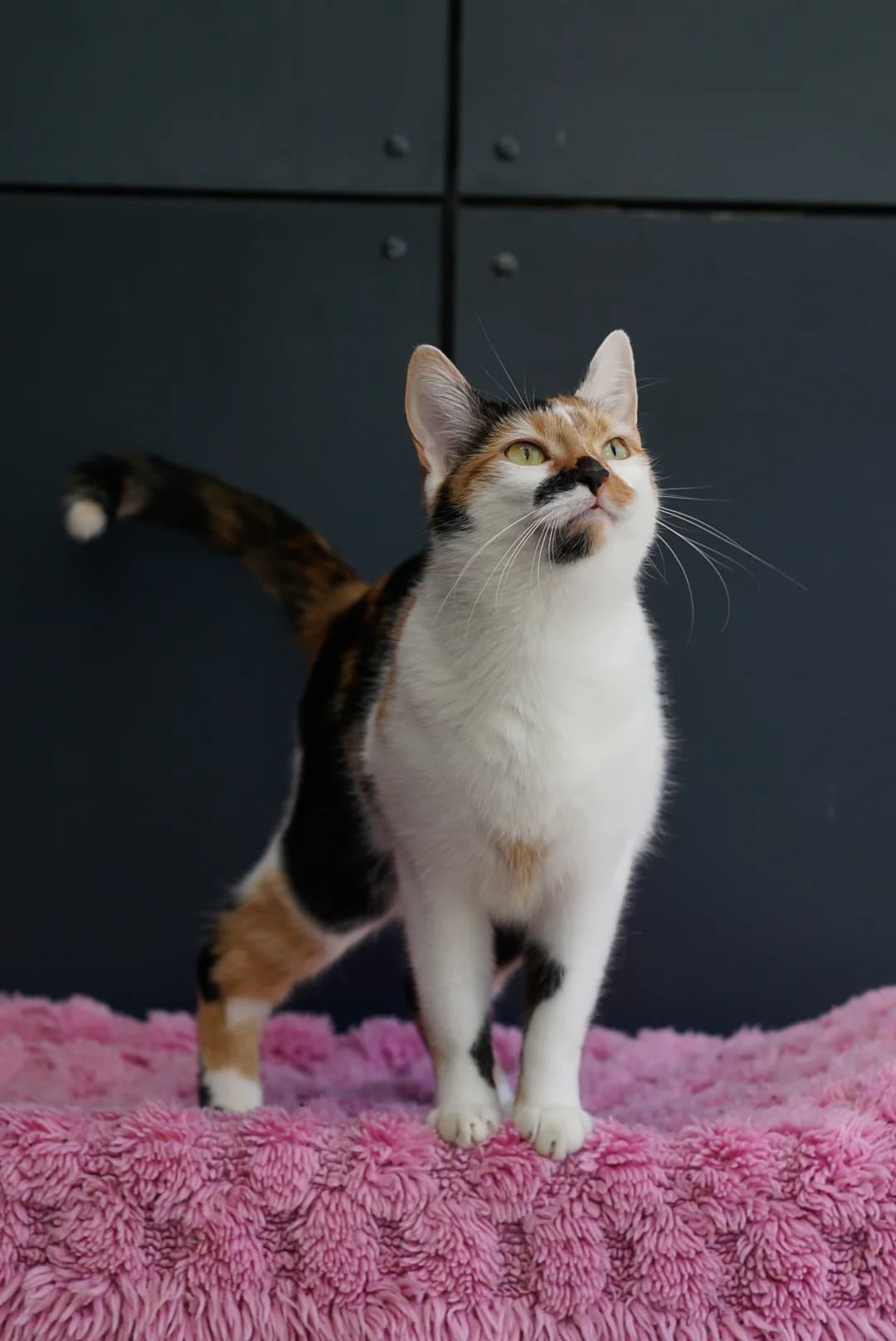 Leika, Mixed Breed for adoption at Tierheim Bergedorf, Hamburg
