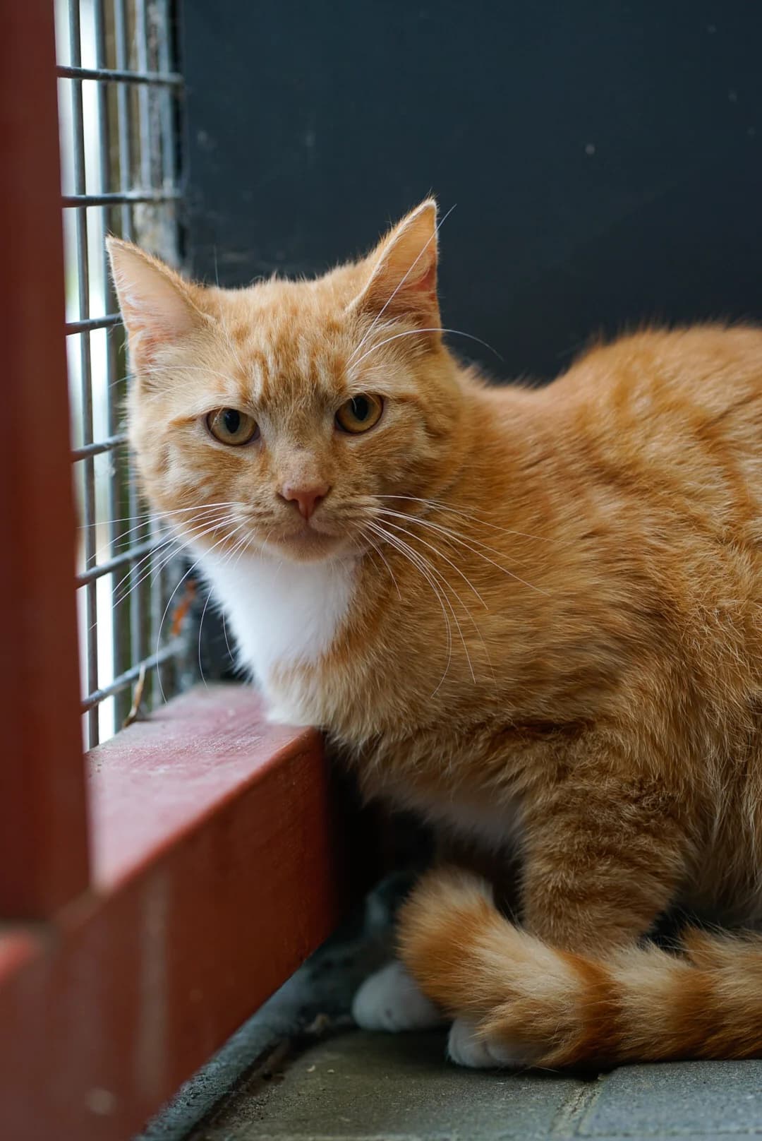 Lemmy, male Mixed Breed for adoption at Tierheim Bergedorf, Hamburg