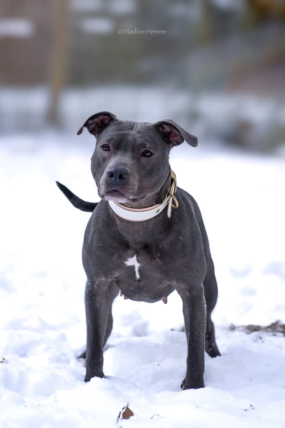 Luna, male Mixed Breed for adoption at Tierheim Bergedorf, Hamburg